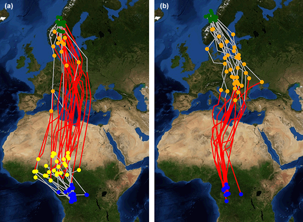 autumn-and-spring-migration-of-great-snipes.png