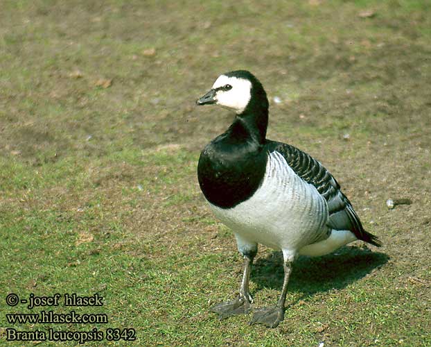 branta_leucopsis_8342.jpg