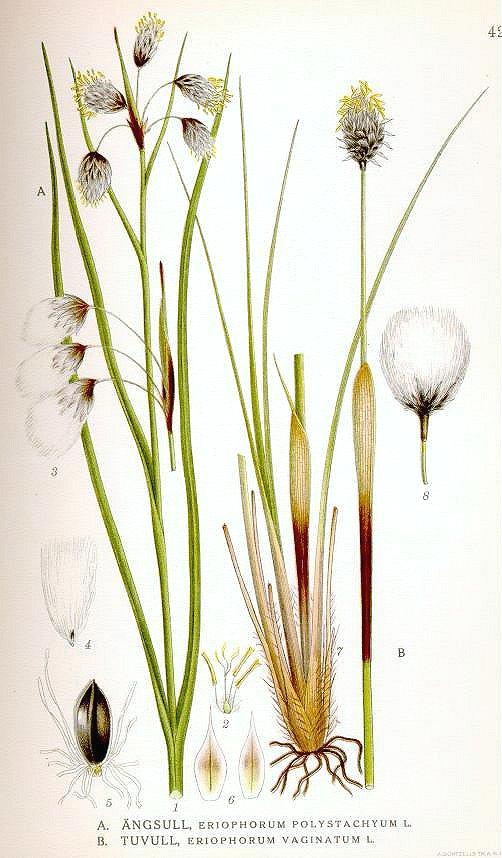 425_Eriophorum_polystachyum%2C_E._vaginatum.jpg