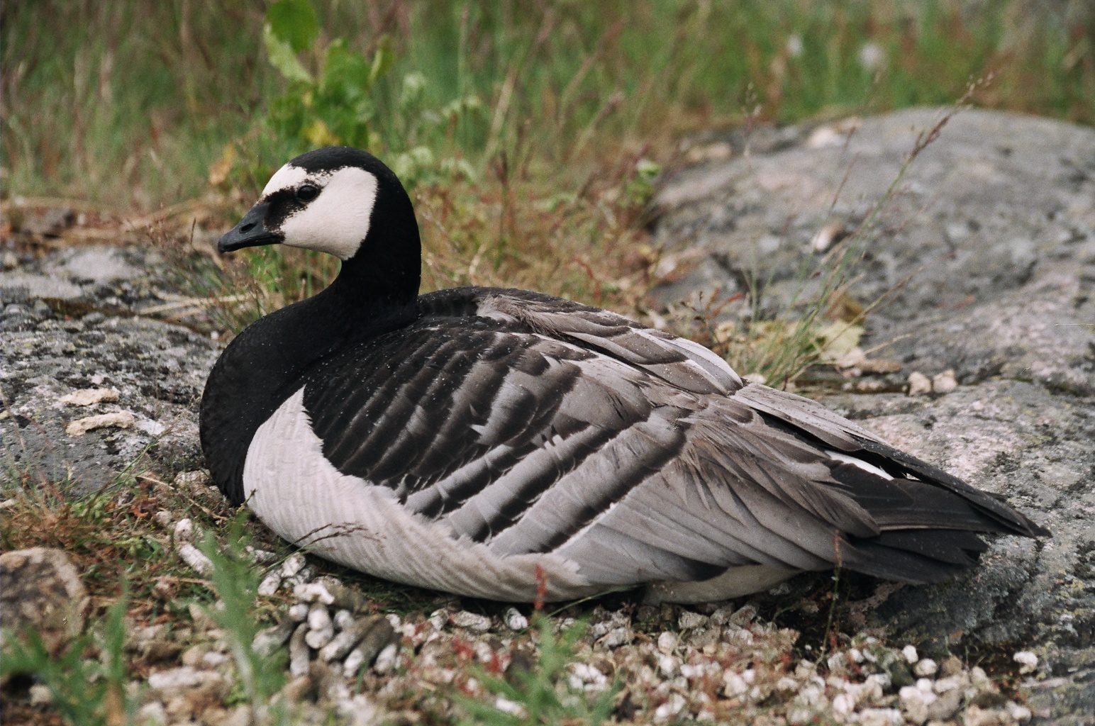 Branta_leucopsis.jpg