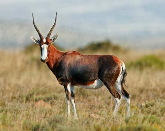 Blesbok-Animals-bRITANNICA.jpg