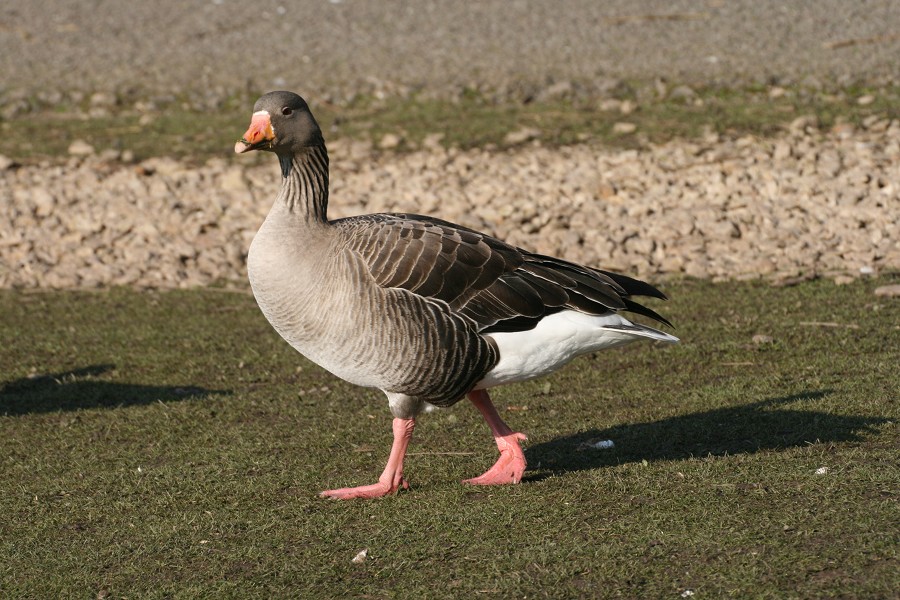 Pink-Footed-Goose.jpg