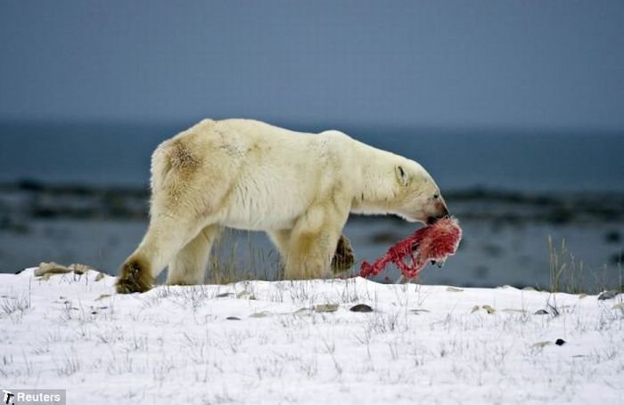 male_polar_bear_cats_bab_cub_02.jpg