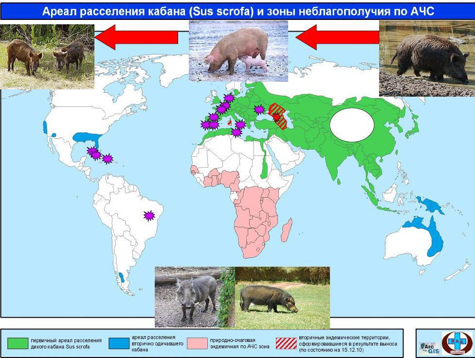 Ареал_расселения_кабана.JPG_1.jpg