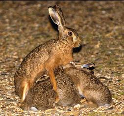 Lepus%20europaeus2.jpg