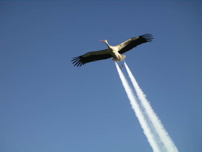 stork.jpg