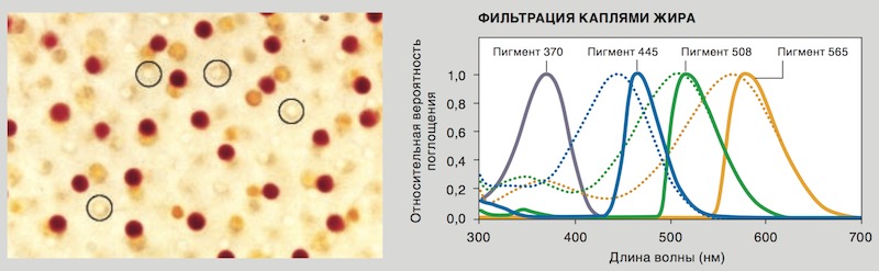filtracia-zhirovimi-pifmentami-ptici.jpg