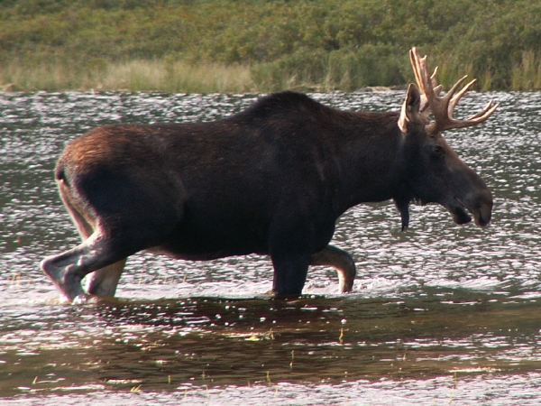 Lonesome-Lake-Moose.jpg