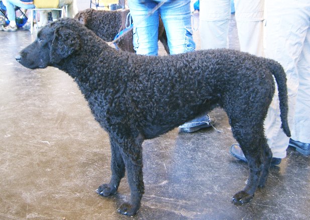 Curly_Coated_Retriever.jpg