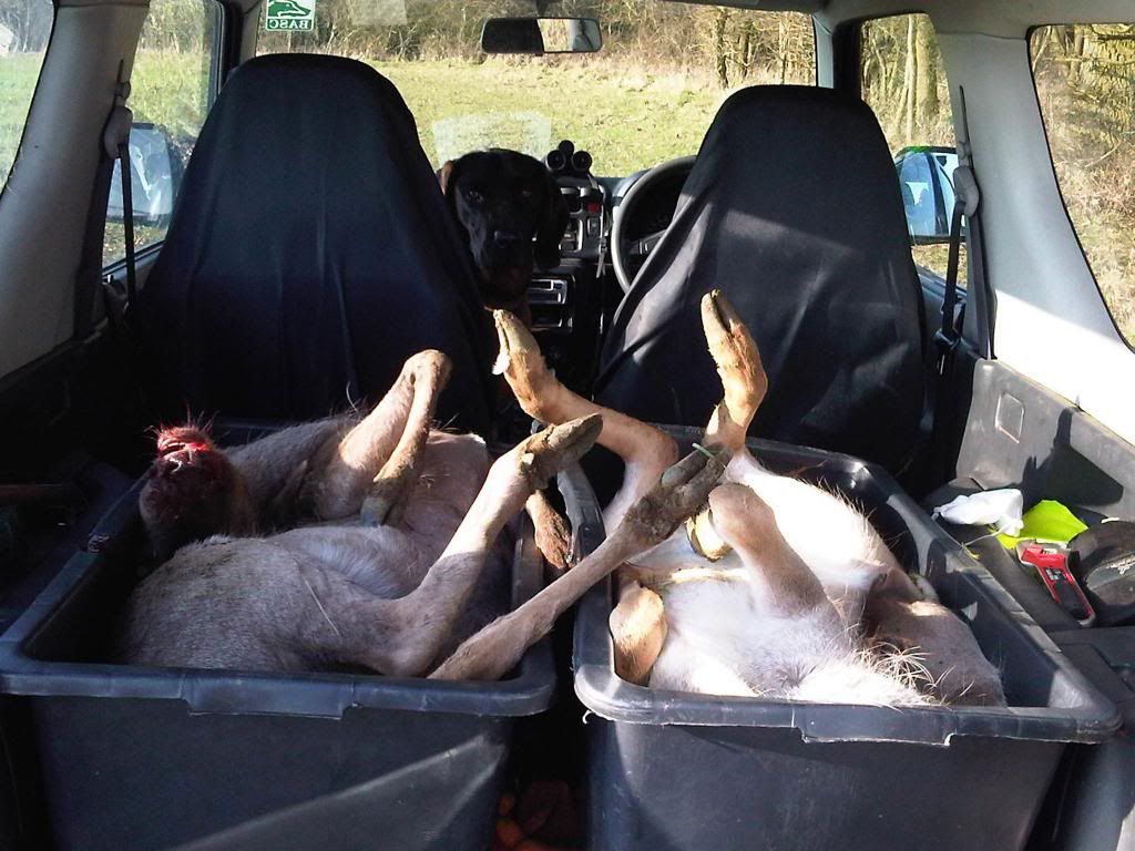 deer-in-truck.jpg