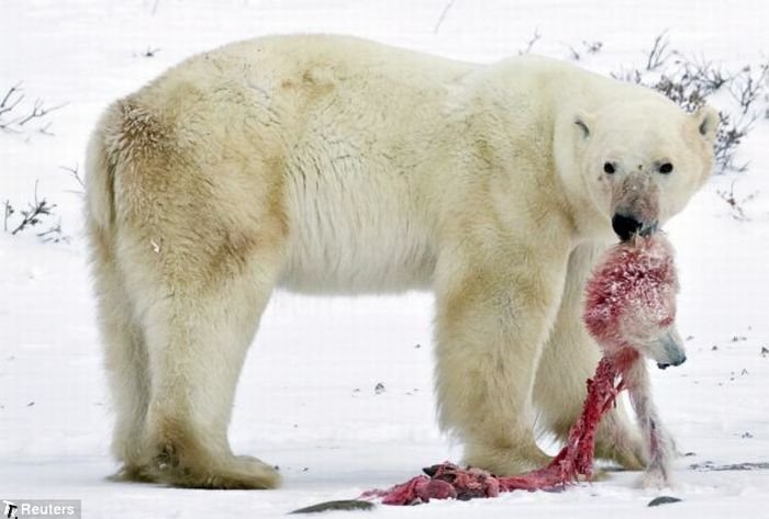 male_polar_bear_cats_bab_cub_01.jpg