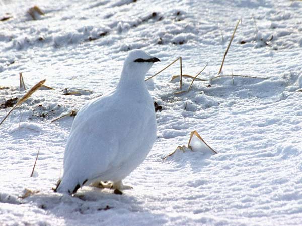 bird_kuropatka_winter.jpg