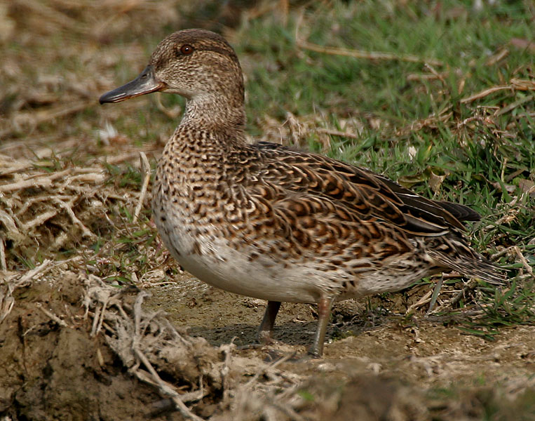 Common_Teal_(Anas_crecca)_near_Hodal%2C_Haryana_W_IMG_6509.jpg