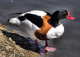 275px-Common_shelduck_arp.jpg
