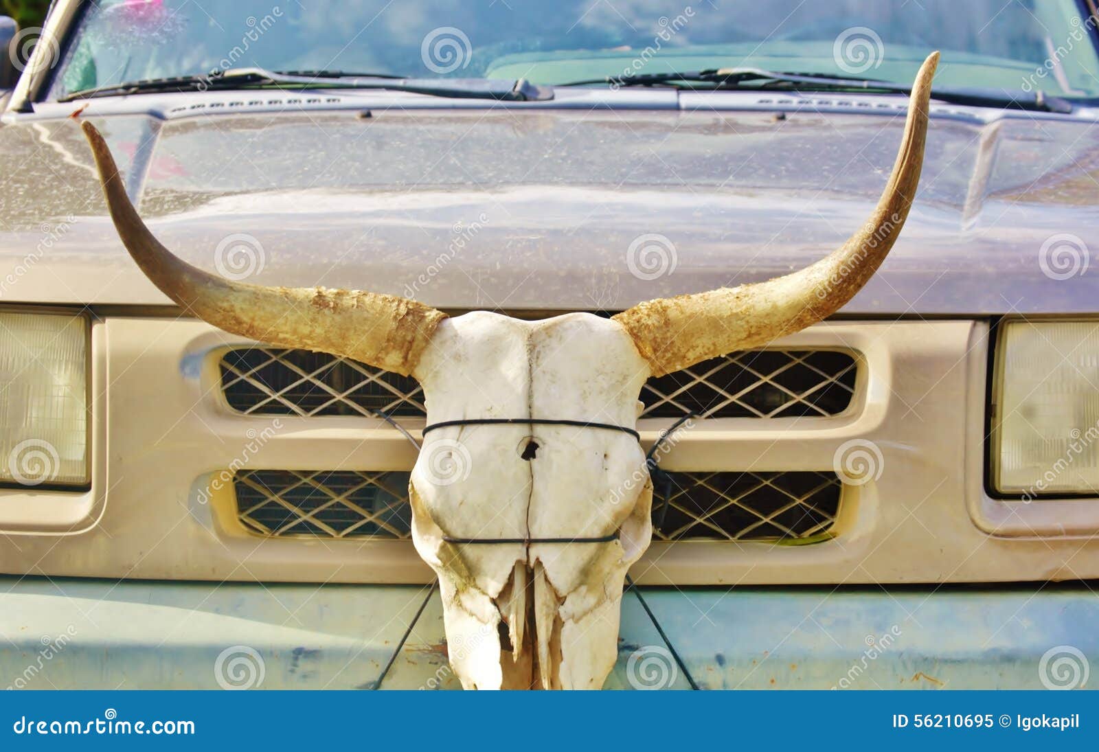 longhorn-skull-car-bumper-there-desire-to-make-different-others-sometimes-looks-weird-rural-areas-56210695.jpg