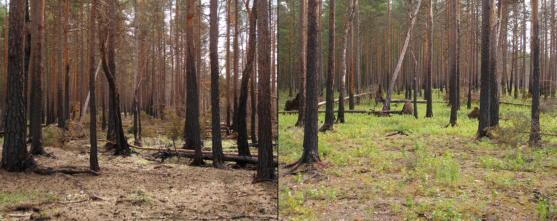 1920px-Boreal_pine_forest_after_fire.JPG