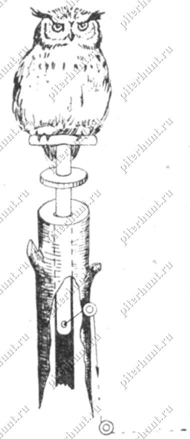 Рис. 55. Подвижный шесток для филина, используемого при отстреле пернатых хищников
