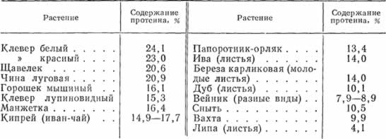 Содержание сырого протеина в некоторых травянистых и древесных лесных растениях