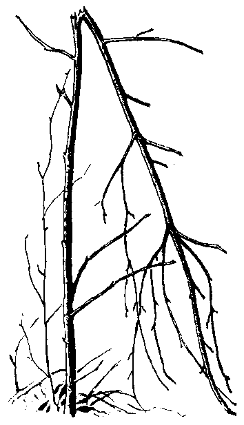 Рябинка, сломанная лосем при объедании
ветвей зимой. Летом лось ощипывает листья, не откусывая ветвей и не лома
стволиков
